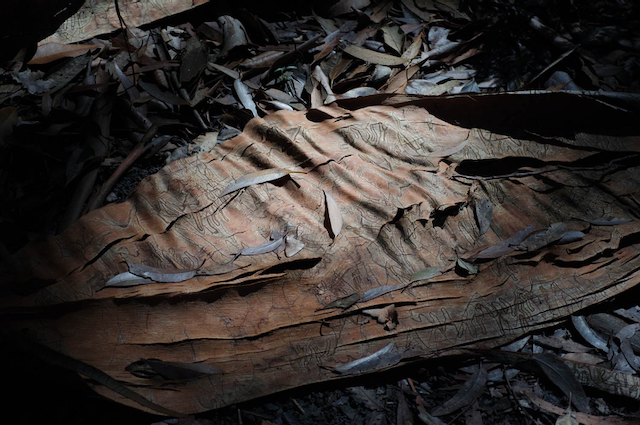 Eucalyptus leaves on a forest floor in Australia.